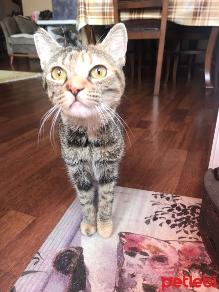 Tekir Kedi, Kedi  çakıl fotoğrafı