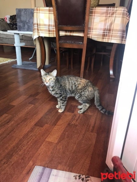Tekir Kedi, Kedi  çakıl fotoğrafı