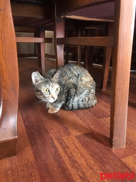 Tekir Kedi, Kedi  çakıl fotoğrafı