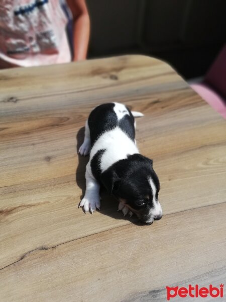 Jack Russell Terrier, Köpek  4 adet jack russell yavru fotoğrafı