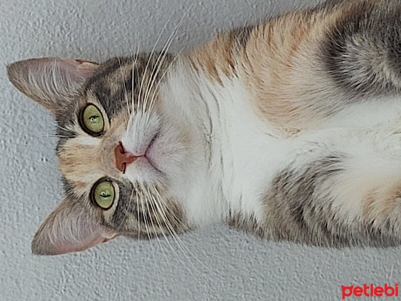 Tekir Kedi, Kedi  Tarçın fotoğrafı