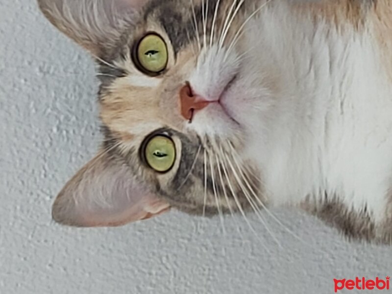 Tekir Kedi, Kedi  Tarçın fotoğrafı