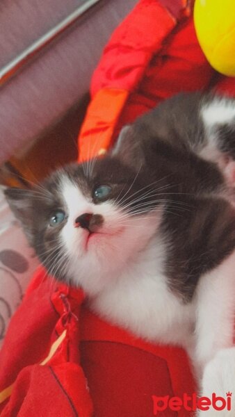 Tuxedo (Smokin) Kedi, Kedi  Hena fotoğrafı