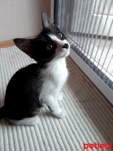 Tuxedo (Smokin) Kedi, Kedi  Hena fotoğrafı