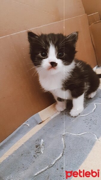 Tuxedo (Smokin) Kedi, Kedi  Hena fotoğrafı