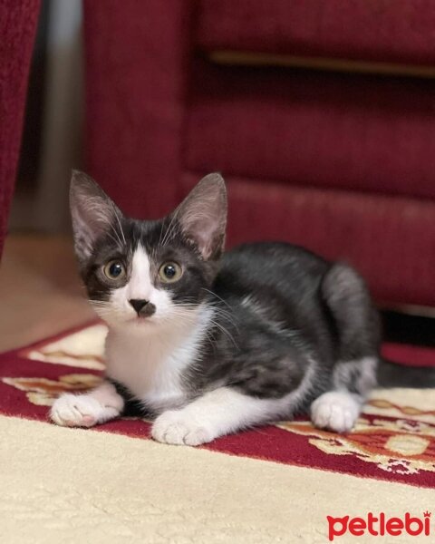 Tuxedo (Smokin) Kedi, Kedi  Hena fotoğrafı