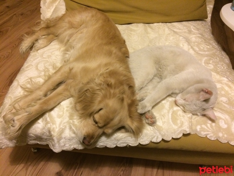Amerikan Cocker Spaniel, Köpek  Doro fotoğrafı