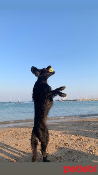 Amerikan Cocker Spaniel, Köpek  Gece fotoğrafı