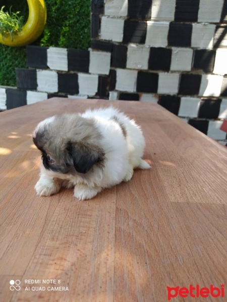 Shih Tzu, Köpek  Masha fotoğrafı