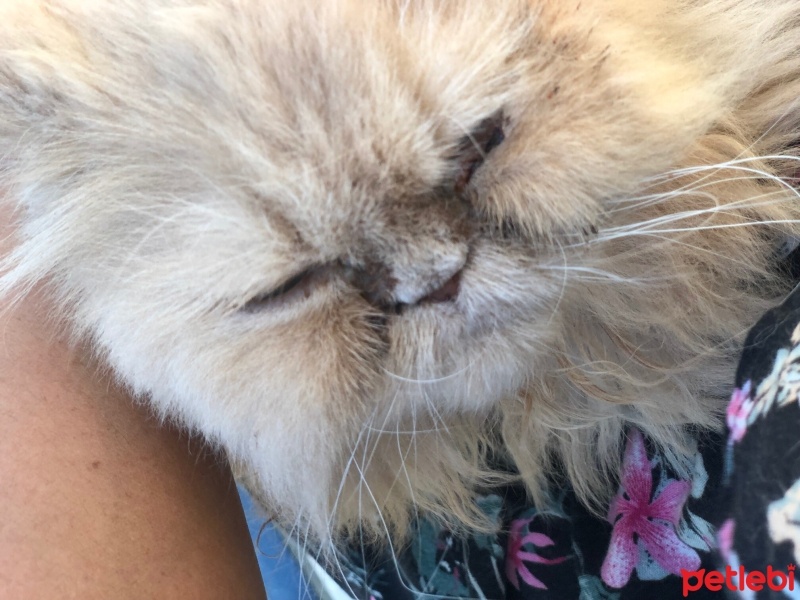 Chinchilla, Kedi  sakız fotoğrafı