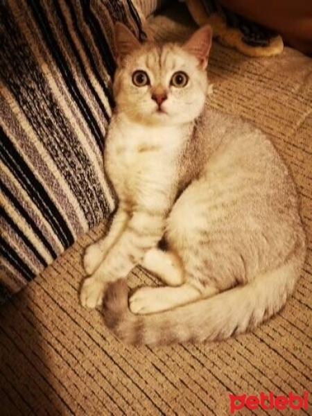 Scottish Fold, Kedi  Odin fotoğrafı