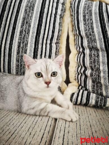 Scottish Fold, Kedi  Odin fotoğrafı