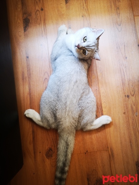 Scottish Fold, Kedi  Odin fotoğrafı