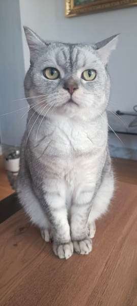 Scottish Fold, Kedi  Odin fotoğrafı