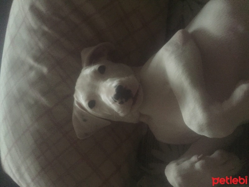 Dogo Arjantin, Köpek  Marcus fotoğrafı