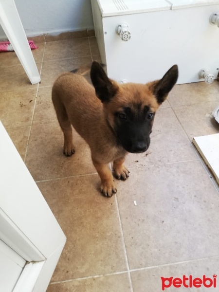 Belçika Malinois, Köpek  Reis fotoğrafı