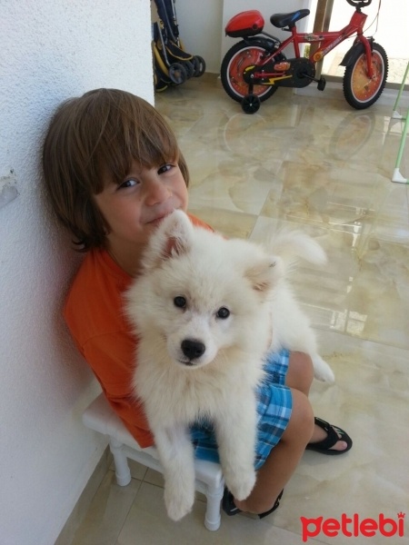 Samoyed, Köpek  ice fotoğrafı