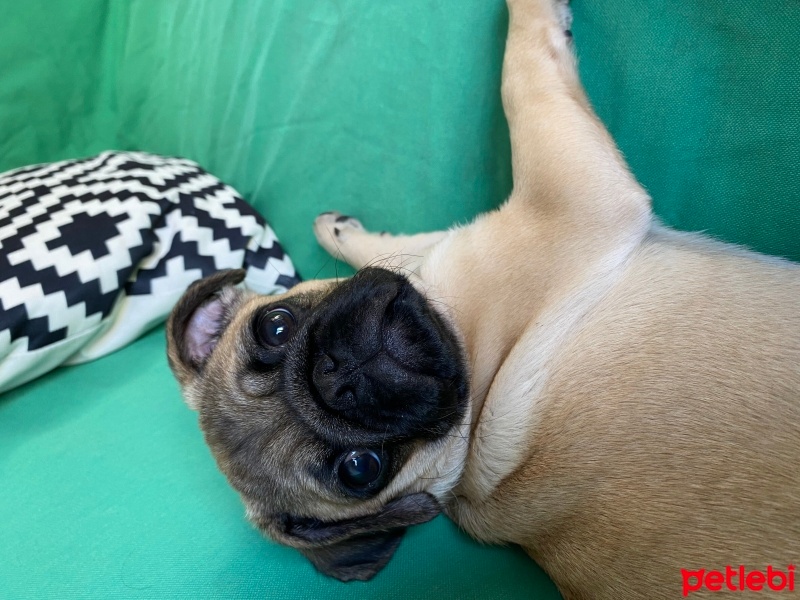 Pug, Köpek  Yoda fotoğrafı