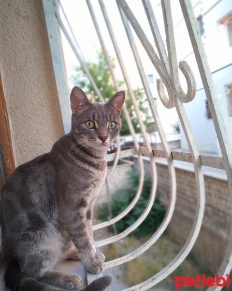 Scottish Fold, Kedi  Ponçik Su fotoğrafı