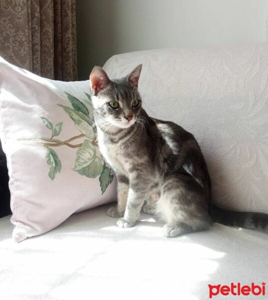 Scottish Fold, Kedi  Ponçik Su fotoğrafı