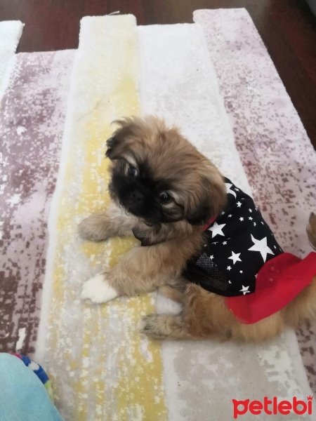 Pekingese, Köpek  gofret fotoğrafı
