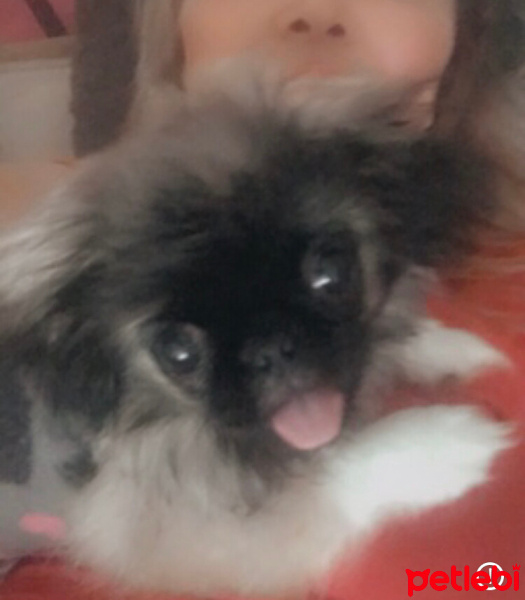 Pekingese, Köpek  Leydi fotoğrafı