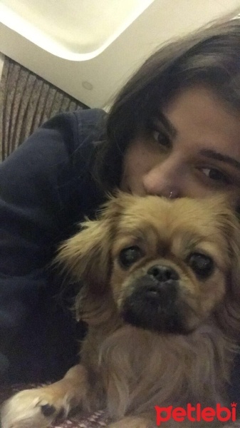 Pekingese, Köpek  Lina fotoğrafı