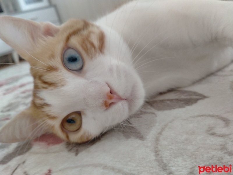Van Kedisi, Kedi  Müezza fotoğrafı