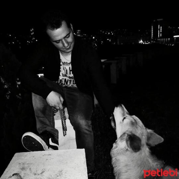 Akita İnu, Köpek  Asya fotoğrafı