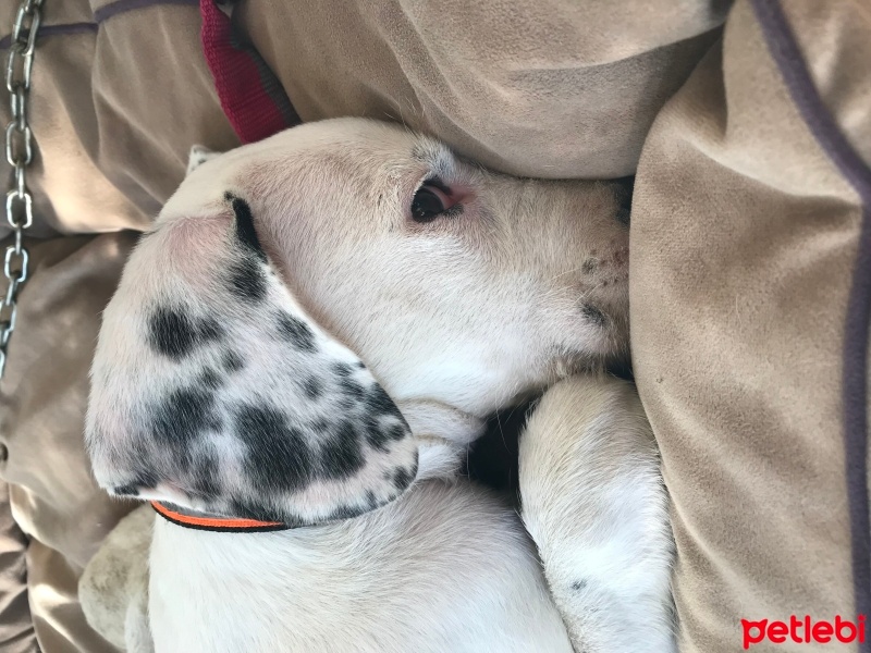Dogo Arjantin, Köpek  Harley Quinn fotoğrafı