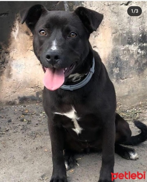 Amerikan Staffordshire Terrier, Köpek  Lucy fotoğrafı