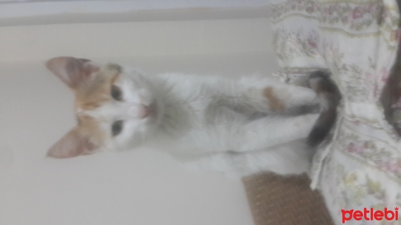 Tekir Kedi, Kedi  Tontik fotoğrafı