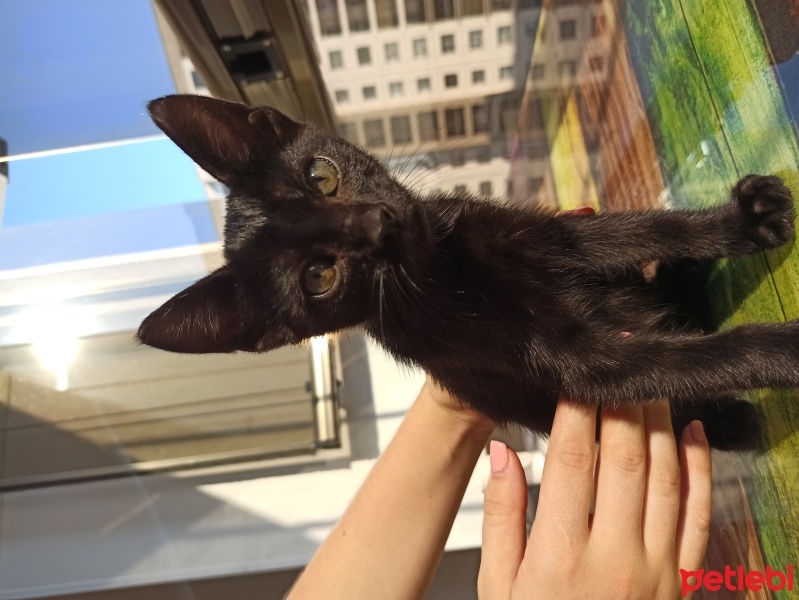 Bombay, Kedi  Zeytin fotoğrafı