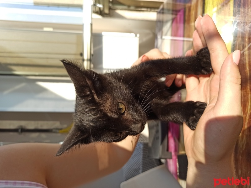 Bombay, Kedi  Zeytin fotoğrafı