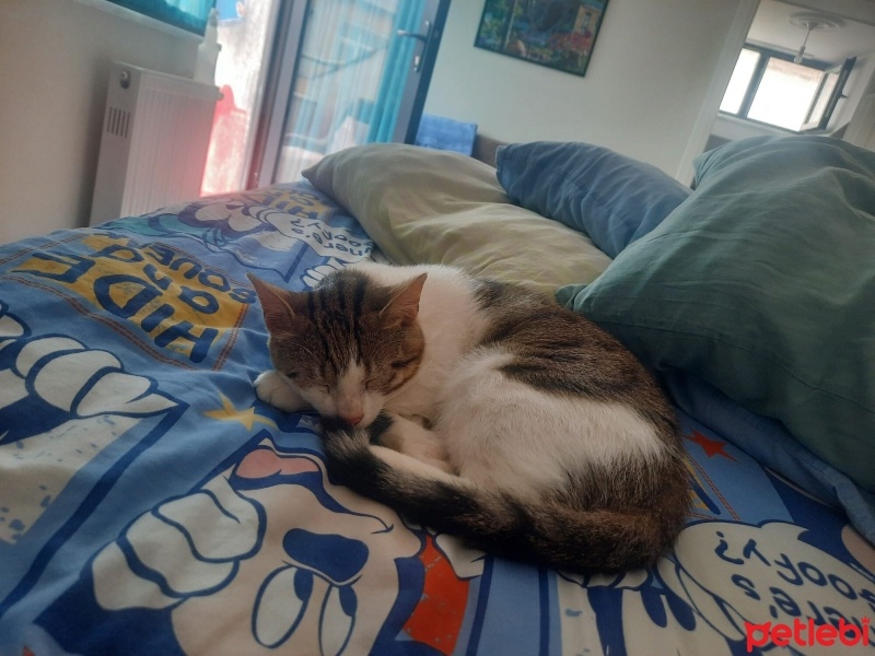 Tekir Kedi, Kedi  Boncuk fotoğrafı