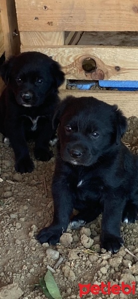 Labrador Retriever, Köpek  Yok fotoğrafı