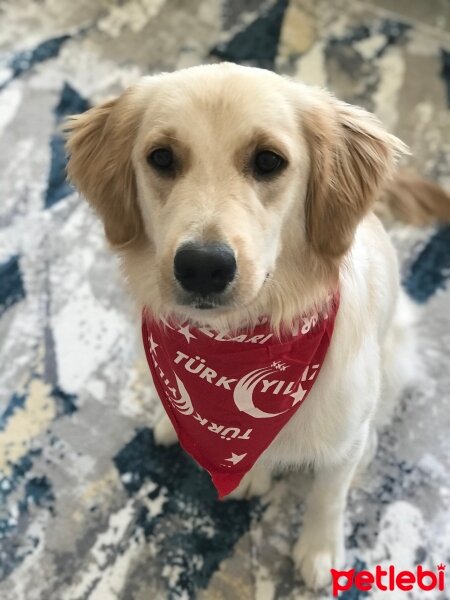 Golden Retriever, Köpek  Mia fotoğrafı