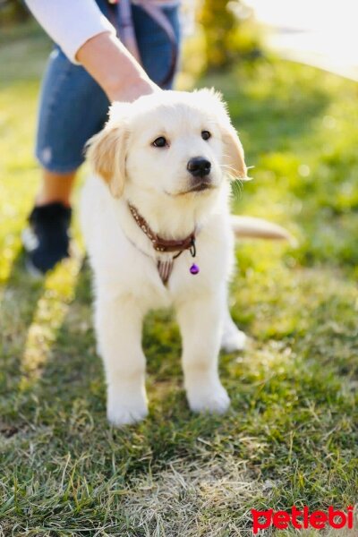 Golden Retriever, Köpek  Mia fotoğrafı