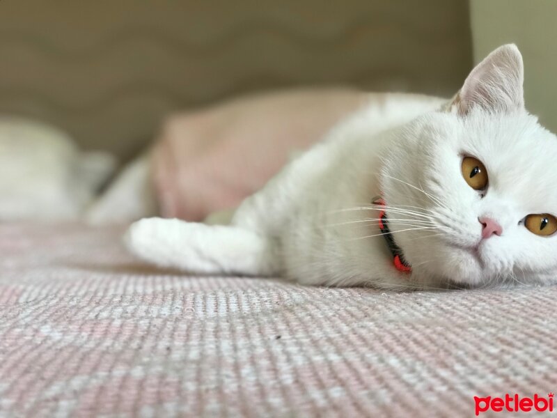 Scottish Fold, Kedi  Milka fotoğrafı