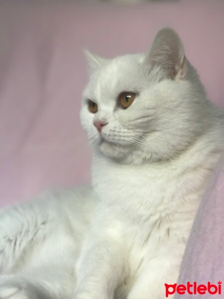 Scottish Fold, Kedi  Milka fotoğrafı