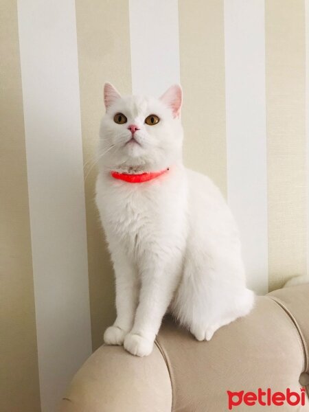 Scottish Fold, Kedi  Milka fotoğrafı