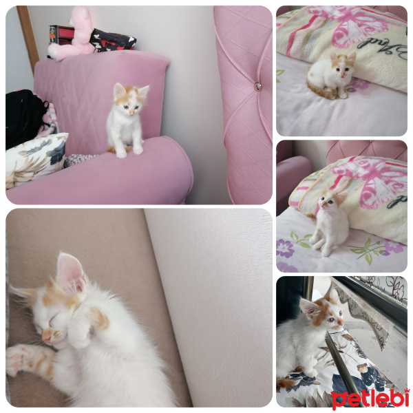 Tekir Kedi, Kedi  Tarçın fotoğrafı