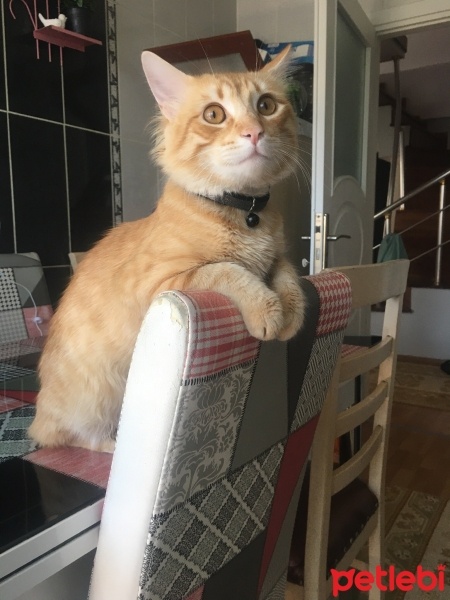 Sarman, Kedi  Molly fotoğrafı