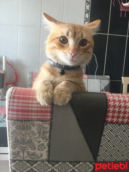 Sarman, Kedi  Molly fotoğrafı