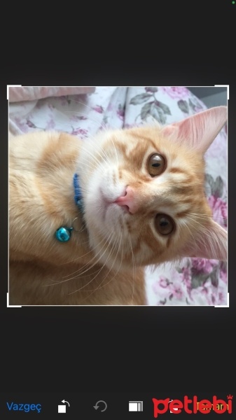 Sarman, Kedi  Molly fotoğrafı
