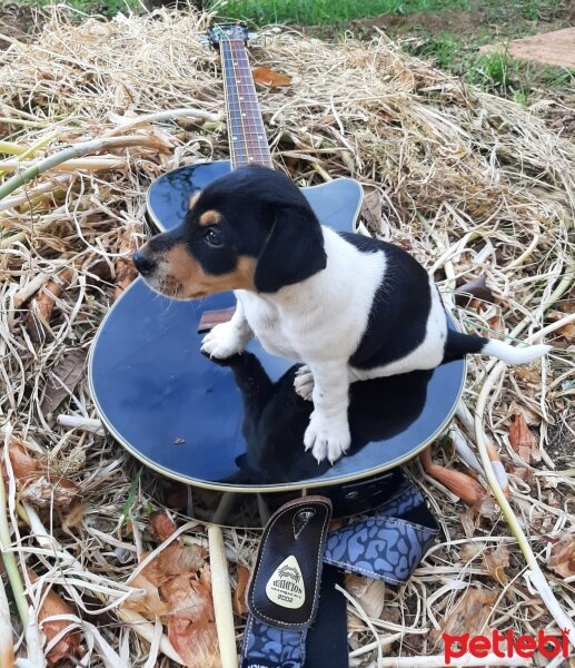 Jack Russell Terrier, Köpek  Jack fotoğrafı