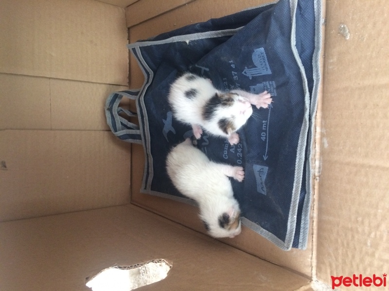 Tekir Kedi, Kedi  Pisi fotoğrafı