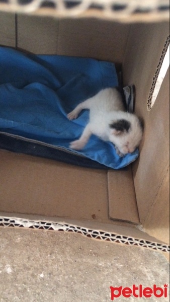 Tekir Kedi, Kedi  Pisi fotoğrafı