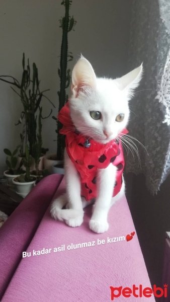 Ankara Kedisi, Kedi  Şeker fotoğrafı
