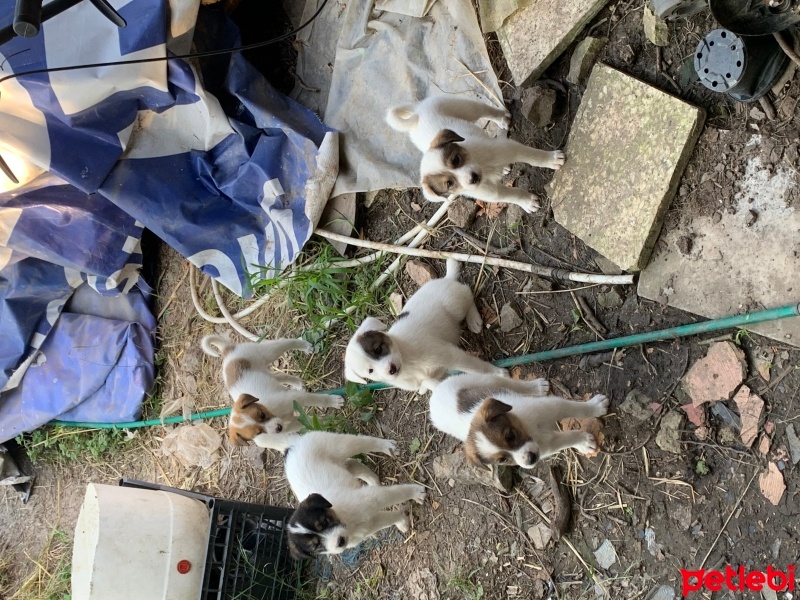 Sokö (Sokak Köpeği), Köpek  Melez yavrular fotoğrafı